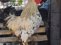 Chickens — Foto 2