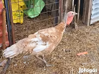 Turkeys — फ़ोटो 1