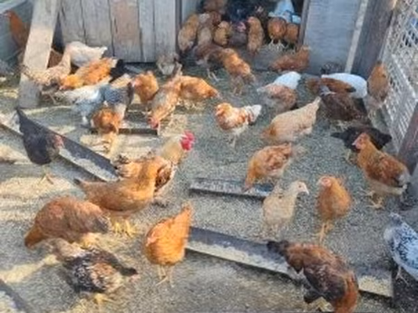 Chickens — Hongrie