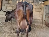 गाय, जंगली याक — फ़ोटो 4