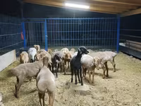 Juh, Katum sheep — 1. fotó