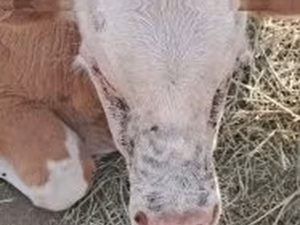 أبقار (دفعة، الجنس غير محدد), Simmental cattle