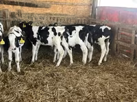 Bulle, Russian Black pied cattle — Foto 2