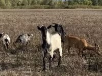 公山羊, Alpine goat — 照片 2