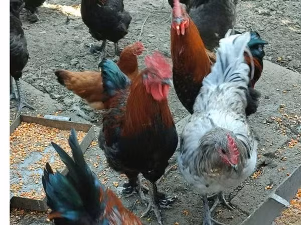 Marans