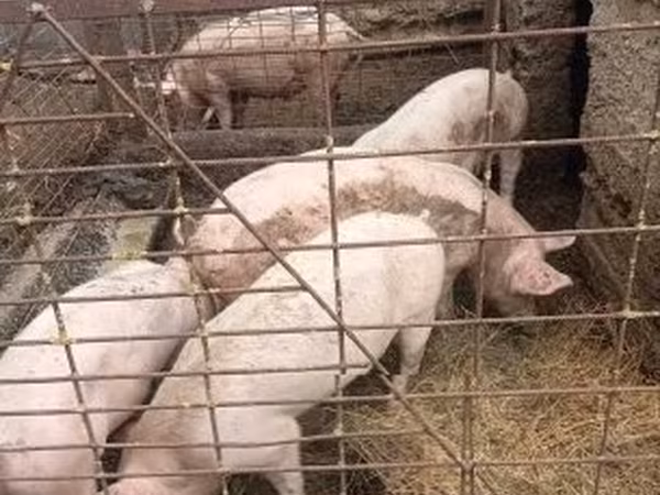Säue, Schweine — Ungarn