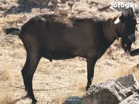 Kozioł, Alpine goat — zdjęcie 3