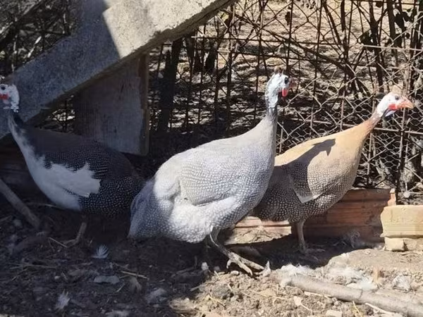 Лаванда