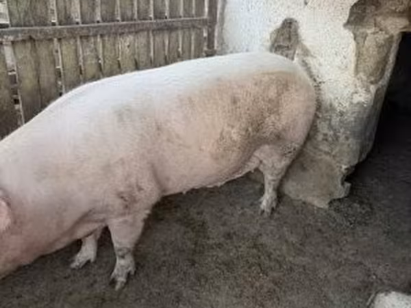 Sow, Крупная белая
