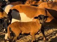 公羊, Cameroon sheep — 照片 6