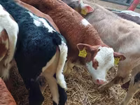 Bika, Simmental cattle — 3. fotó