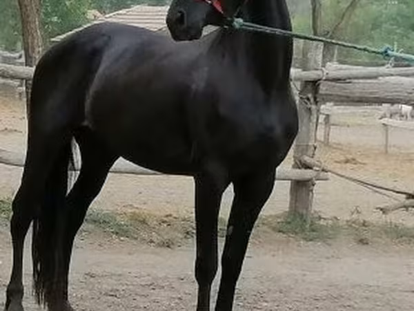 Бие, Friesian