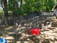 Geese — الصورة 6