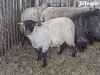 Schaf, Ile-de-France sheep — Foto 4