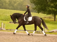 Hing, Friesian — 5. fotó