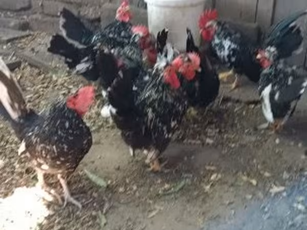 Chickens — Magyarország