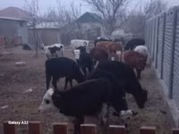 Kos, Juhok — 2. fotó