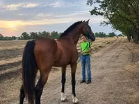 Caballo, Westphalian — foto 3