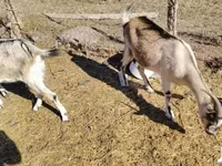 Nőstény kecske, Boer goat — 2. fotó