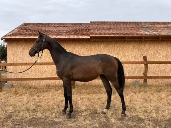 Hengst, Hungarian horse breed — Ungarn