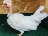 Guinea fowl — foto 2