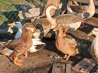 Ducks — zdjęcie 5