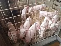 猪（批次，未指定性别）, Pigs — 照片 6