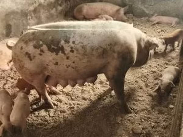 母猪, Pigs