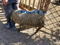 Ram, Sheep — photo 3
