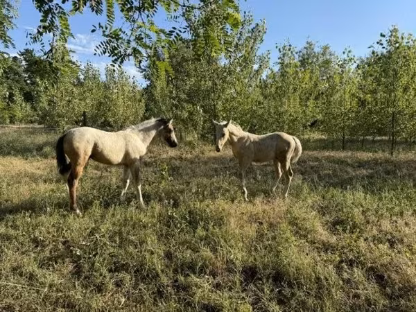 Horse (M), Horses