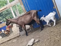 母山羊, Goats — 照片 4