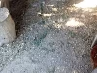 Chickens — foto 5