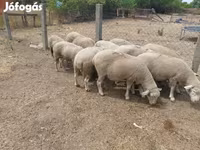 Schaf, Schafe — Foto 4