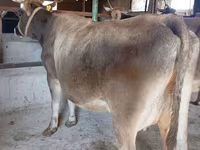 Krava, Swiss cattle — foto 5