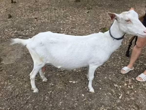 बकरी, Saanen goat