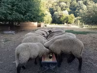 母羊, Tsigai sheep — 照片 2