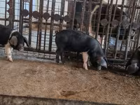 Sow, Pigs — photo 6