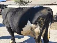 Vaca, Raça Holstein — foto 6