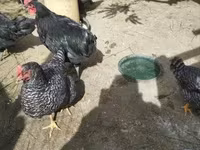 Ausztrál Pit Game fowl — 4. fotó
