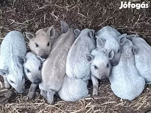 नर सूअर, Мангалица