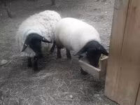 كبش, White Suffolk sheep — الصورة 3