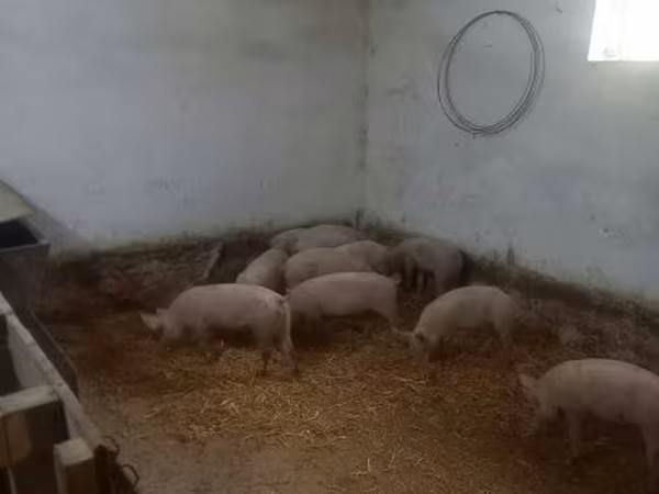 Schweine (Partie, Geschlecht nicht angegeben), Крупная белая