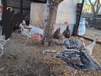 Turkeys — zdjęcie 2