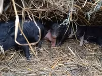 母猪, Pigs — 照片 4
