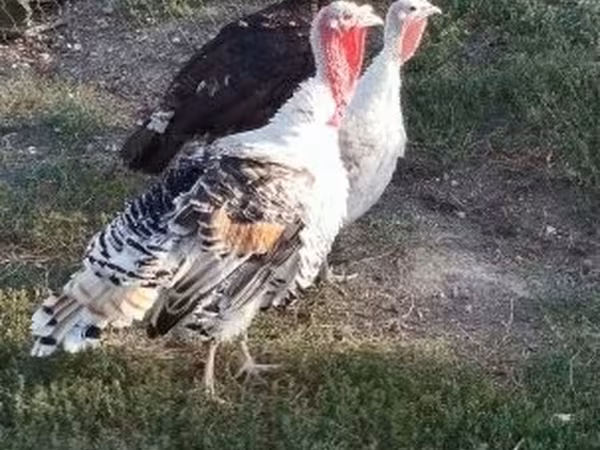 Turkeys — Ungarn