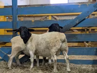 Kos, Suffolk sheep — 1. fotó