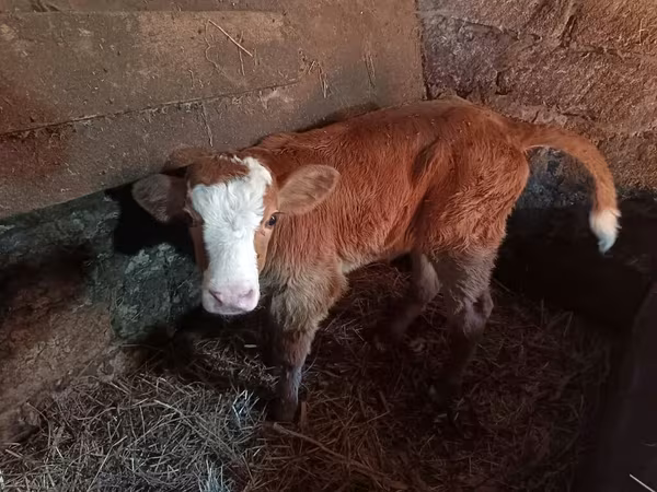 Tehén, Simmental cattle
