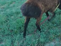 Carneiro, Qashqai sheep — foto 2