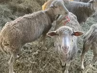 Sheep, Sheep — photo 2