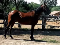 Cheval, Chevaux — photo 3